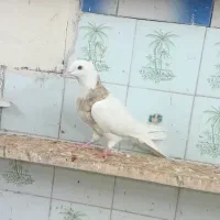 توقی 7رنگ|پرنده|اهواز, بیست متری شهرداری|دیوار