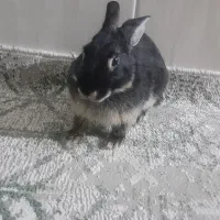 خرگوش|موش و خرگوش|سنندج, |دیوار