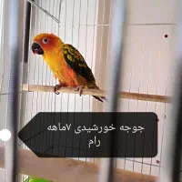 دنیای پرندگان سخنگو (تینا)