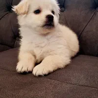 سگ فروشی ۳ماهه