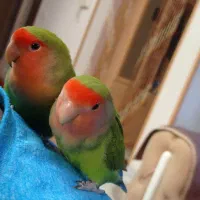 فروش کوتوله برزیلی دستی نژاد خاص|پرنده|شیراز, گلستان|دیوار