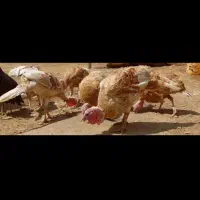 بوقلمون و مرغ محلی|حیوانات مزرعه|انبارآلوم, |دیوار