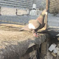 سرک تافته ای|پرنده|مرودشت, شهرک مهدیه|دیوار