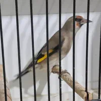 سهره کرمونی درشت|پرنده|خرمدره, |دیوار