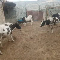 گاو وگوساله دورگ خوب
