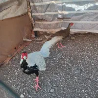 مرغ و خروس