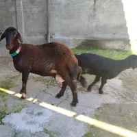 میش و بره قره قزل