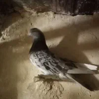 کفتر صید|پرنده|کاشمر, |دیوار