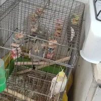 4عدد عروس هلندی|پرنده|محلات, |دیوار