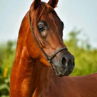 اسب عرب مصری(استان یزد)