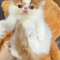 پرشینکت های سوپرفلت بایکالر|گربه|شیراز, میرزاکوچک خان|دیوار