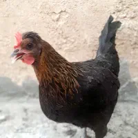مرغ رسمی