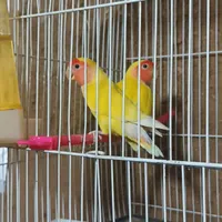 یک جفت کوتوله خوشگل|پرنده|تربت‌حیدریه, باغ سلطانی|دیوار
