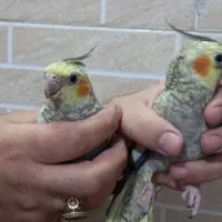 عروس هلندی ۶ ماهه|پرنده|ماهدشت, |دیوار