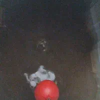 نظافت و شستشوی داخل منبع آب|خدمات نظافت|رشت, توشیبا|دیوار