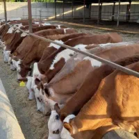 گاو وگوساله|حیوانات مزرعه|اردکان, |دیوار