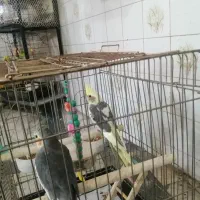 دو عدد عروس هلندی