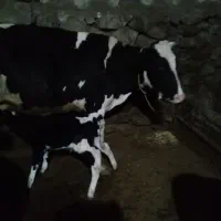 گاو|حیوانات مزرعه|سراب, |دیوار