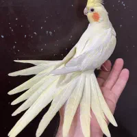 عروس هلندی لوتینو ماده لوتینو زعفرنی رام آلبینو