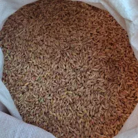 بذر جو آبی نانیوس