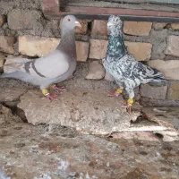 پرنده|پرنده|بوئین زهرا, |دیوار