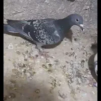 کبوتر آلمانی پلاکی و طوقی به ضمانت