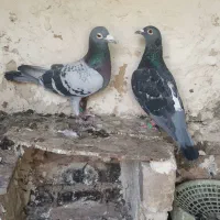 جفت نرو ماده مسافتی