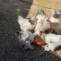 مرغ وخروس برهما لایت|حیوانات مزرعه|کهریزک, |دیوار