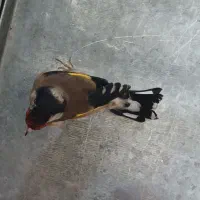 سهره لچک واکسی نشوندار