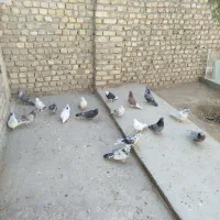سلام 18عدد کبوتر خوب مو جود هست