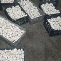 قارچ دکمه ای|خوردنی و آشامیدنی|رضویه, |دیوار