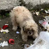 این سگ گمشده‌ی کسی نیست آیا