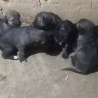 واگذاری توله عراقی