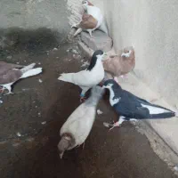 جوجه ساده