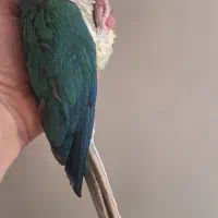 گرینچیک تراکوویس