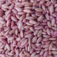 گندم بذری باران