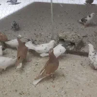کفتر مایه