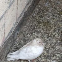 کبوتر|پرنده|مشهد, امیر المومنین|دیوار