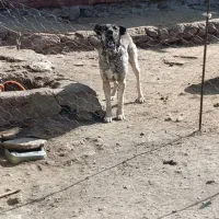 سگ گم شده|حیوانات|مشگین شهر, |دیوار