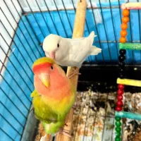 طوطی برزیلی