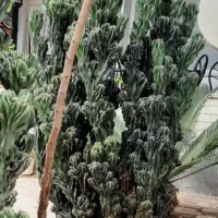 کاکتوس صخره ای خیلی بزرگ سالم|گل و گیاه طبیعی|رشت, رشتیان|دیوار