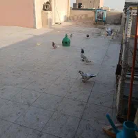 کفتر|پرنده|تهران, آذربایجان|دیوار
