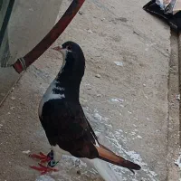 کبوتر خوشرنگ نر