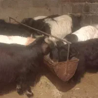 ۹راس|حراج|ملکان, |دیوار