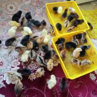 دستگاه جوجه کشی هدایت