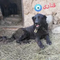 سرابی ذات قدیم