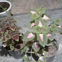 گل وگیاه طبیعی باقیمت مناسب