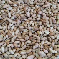 بادام زیرسرندی مخصوص کره گیری