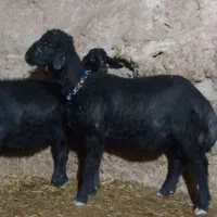 بره قوچ موفر