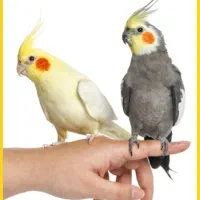 جوجه عروس هلندی سخنگو